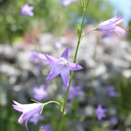 Trulli Gemma בית נופש