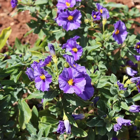 Trulli Gemma בית נופש